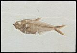 Detailed, Diplomystus Fossil Fish - Wyoming #52218-1